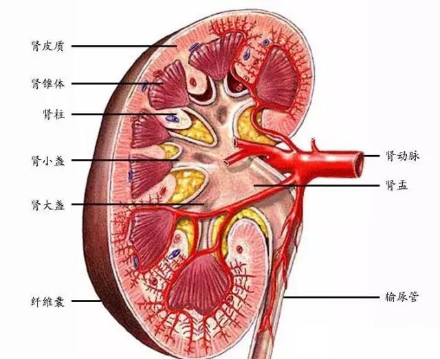 【净水头条】再这么喝水，你的肾就毁了？
